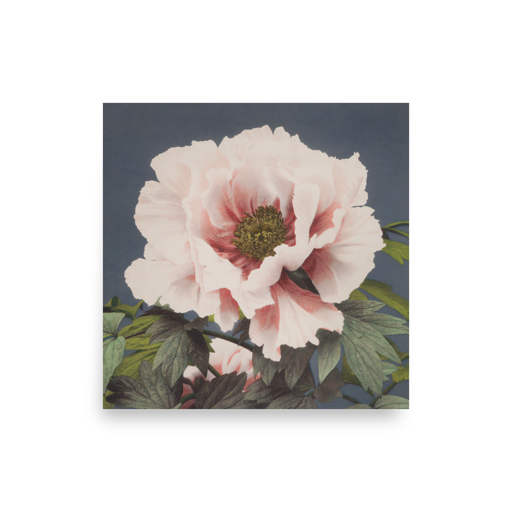 薄紅の芍薬 小川一真(1860-1929)/ Peony by Kazumasa Ogawa