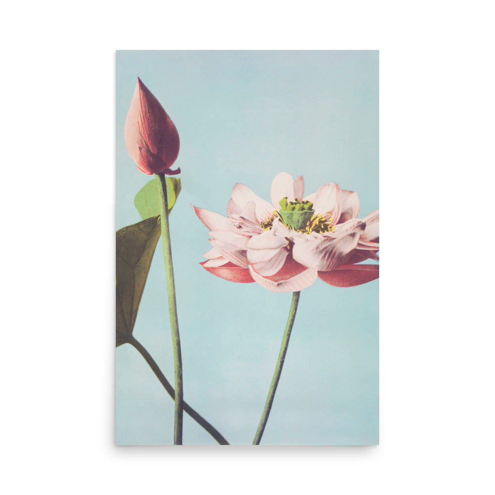 蓮 小川一真(1860-1929)/ Lotus Kazumasa Ogawa