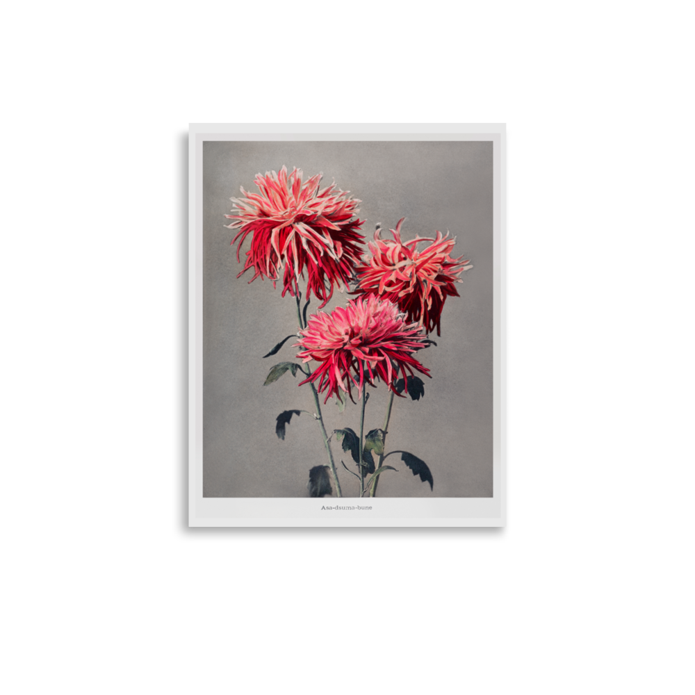 彼岸花の構図 小川一真（1860-1929）/   Kazumasa 3 Ogawacluster amaryllis