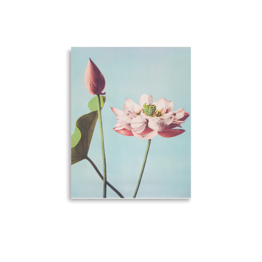 蓮 小川一真（1860-1929）/ Lotus Kazumasa Ogawa