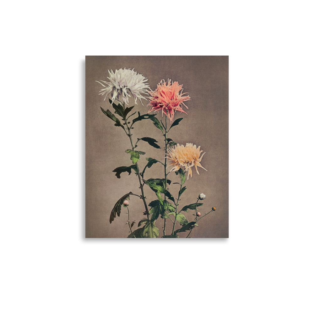 菊 小川一真（1860-1929）/  chrysanthemum, Mum by Kazumasa Ogawa