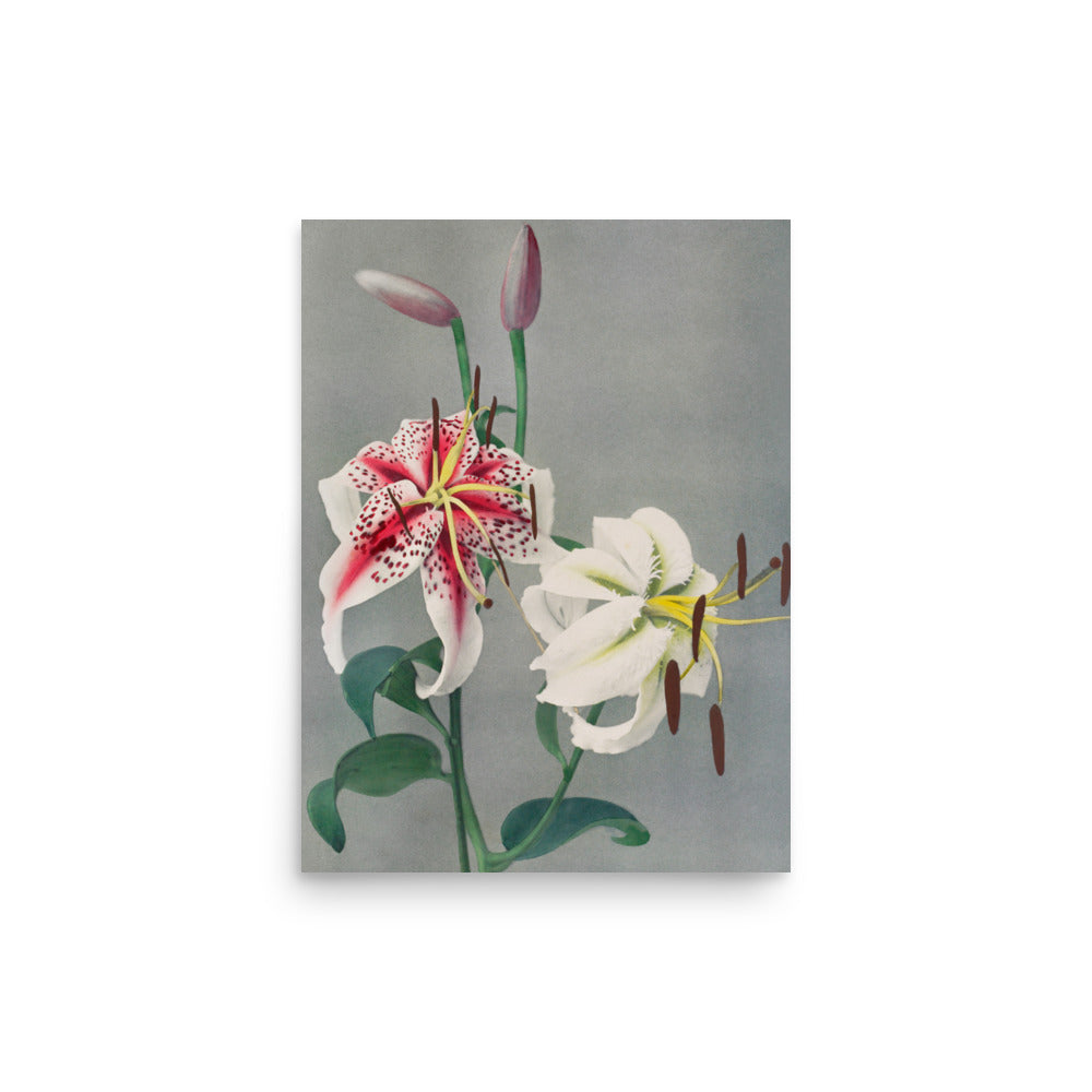 百合 小川一真（1860-1929) / LiLy - Kazumasa Ogawa