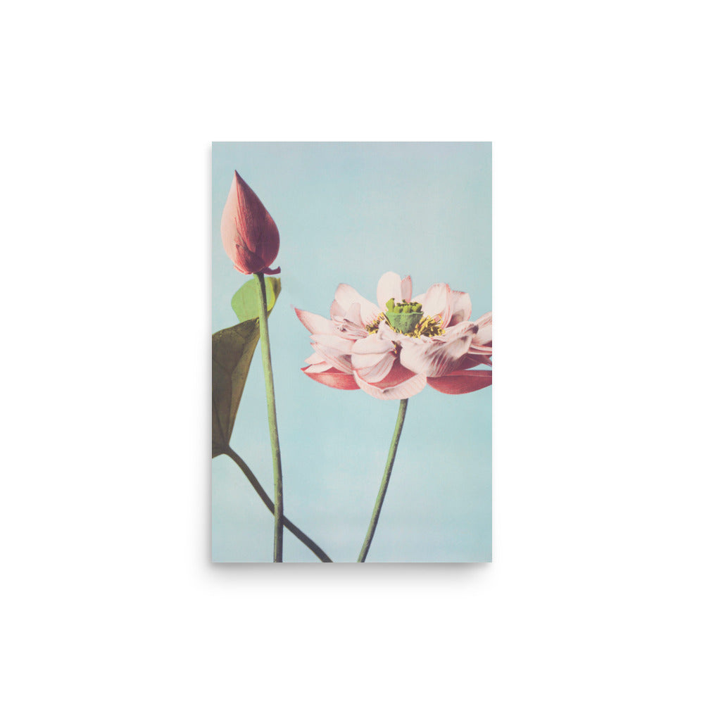 蓮 小川一真（1860-1929）/ Lotus Kazumasa Ogawa