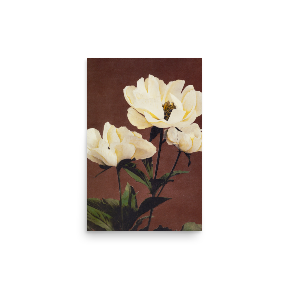 芍薬 小川一真（1860-1929）/ Peony by Kazumasa Ogawa