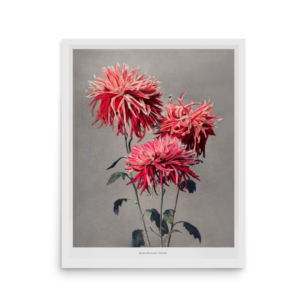 彼岸花の構図 小川一真（1860-1929）/   Kazumasa 3 Ogawacluster amaryllis