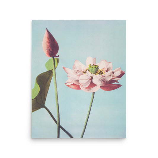 蓮 小川一真（1860-1929）/ Lotus Kazumasa Ogawa