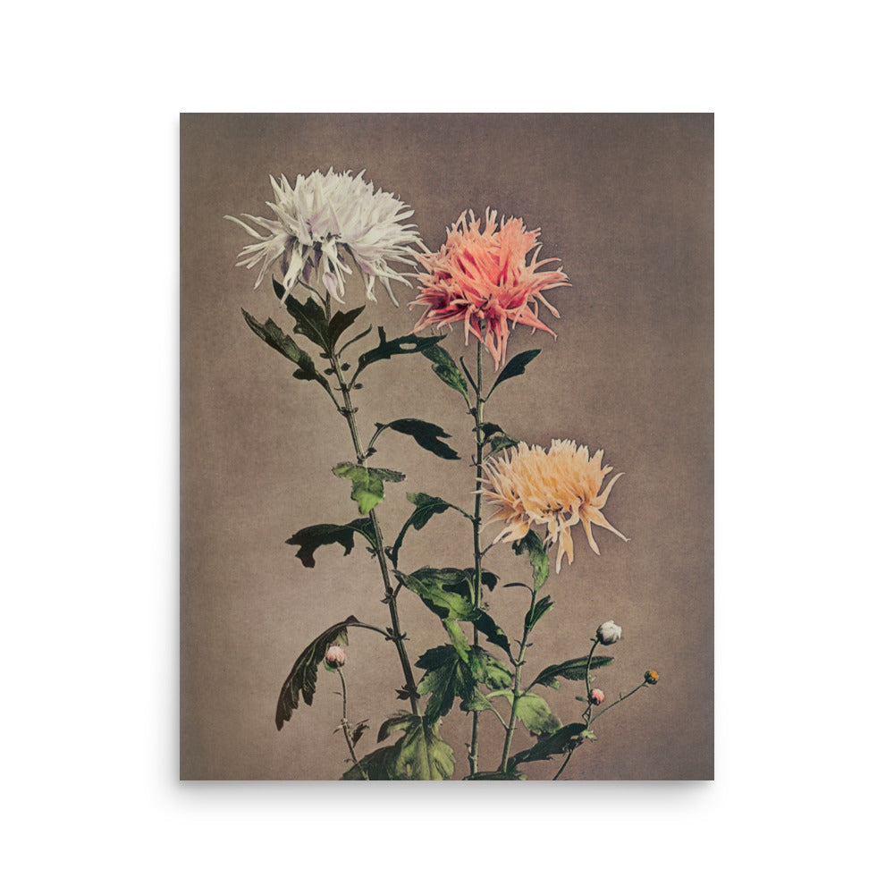 菊 小川一真（1860-1929）/  chrysanthemum, Mum by Kazumasa Ogawa