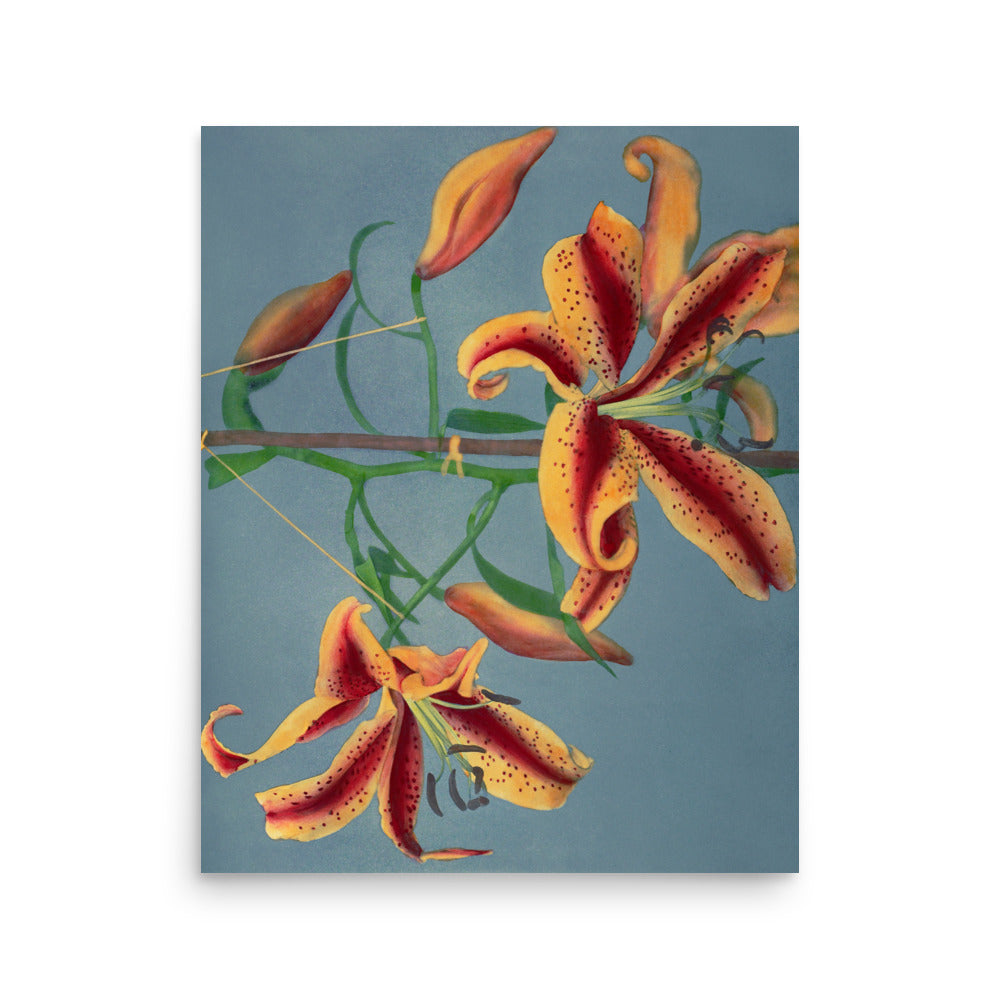 橙百合 小川一真（1860-1929) / Orange Lily - Kazumasa Ogawa