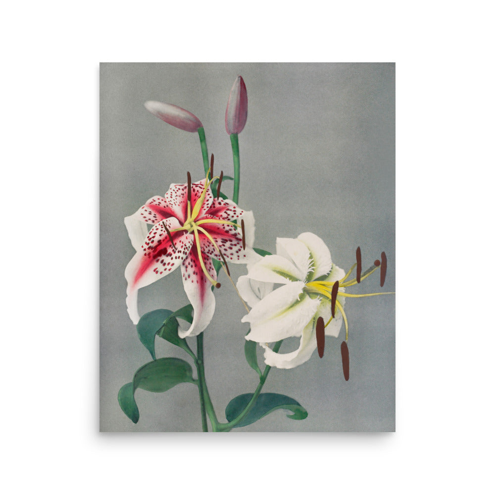 百合 小川一真（1860-1929) / LiLy - Kazumasa Ogawa