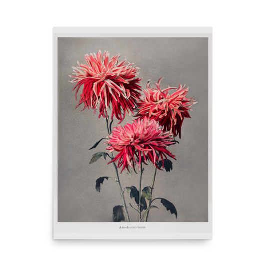 彼岸花の構図 小川一真（1860-1929）/   Kazumasa 3 Ogawacluster amaryllis