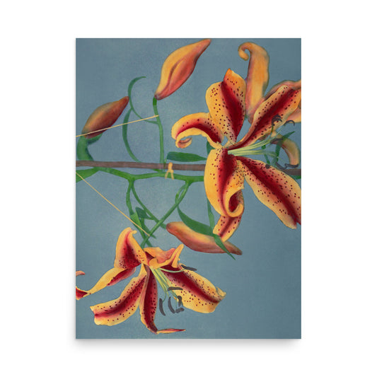 橙百合 小川一真（1860-1929) / Orange Lily - Kazumasa Ogawa