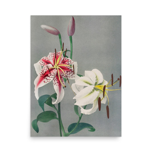 百合 小川一真（1860-1929) / LiLy - Kazumasa Ogawa