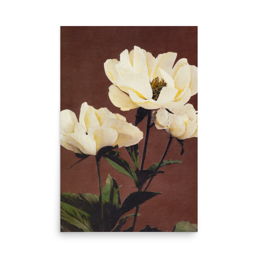 芍薬 小川一真（1860-1929）/ Peony by Kazumasa Ogawa
