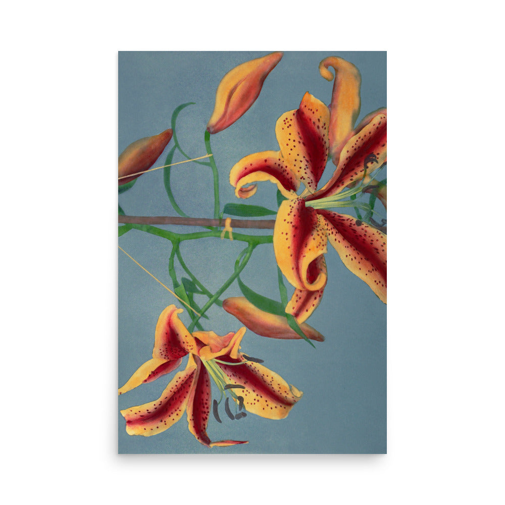 橙百合 小川一真（1860-1929) / Orange Lily - Kazumasa Ogawa