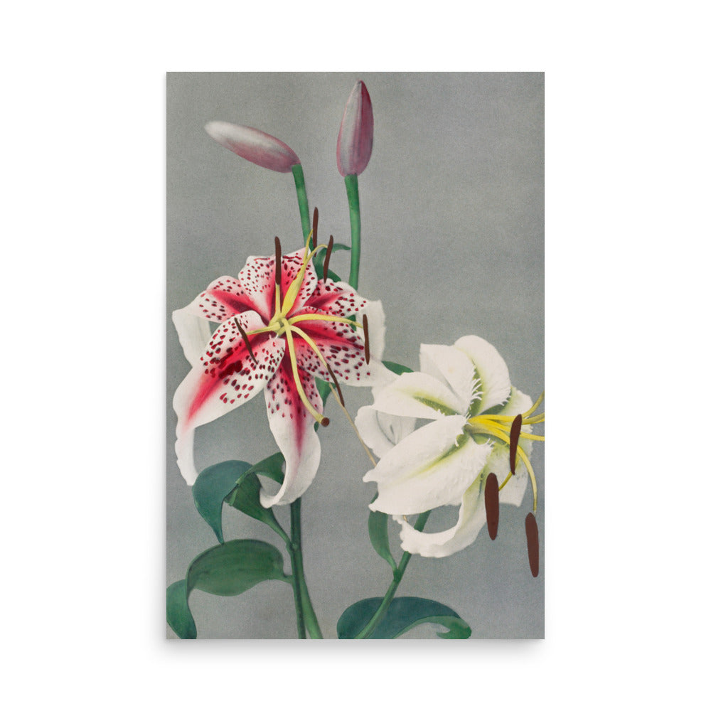 百合 小川一真（1860-1929) / LiLy - Kazumasa Ogawa