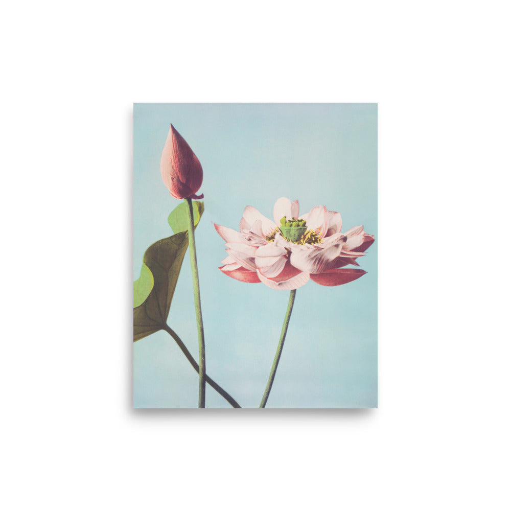 蓮 小川一真（1860-1929）/ Lotus Kazumasa Ogawa