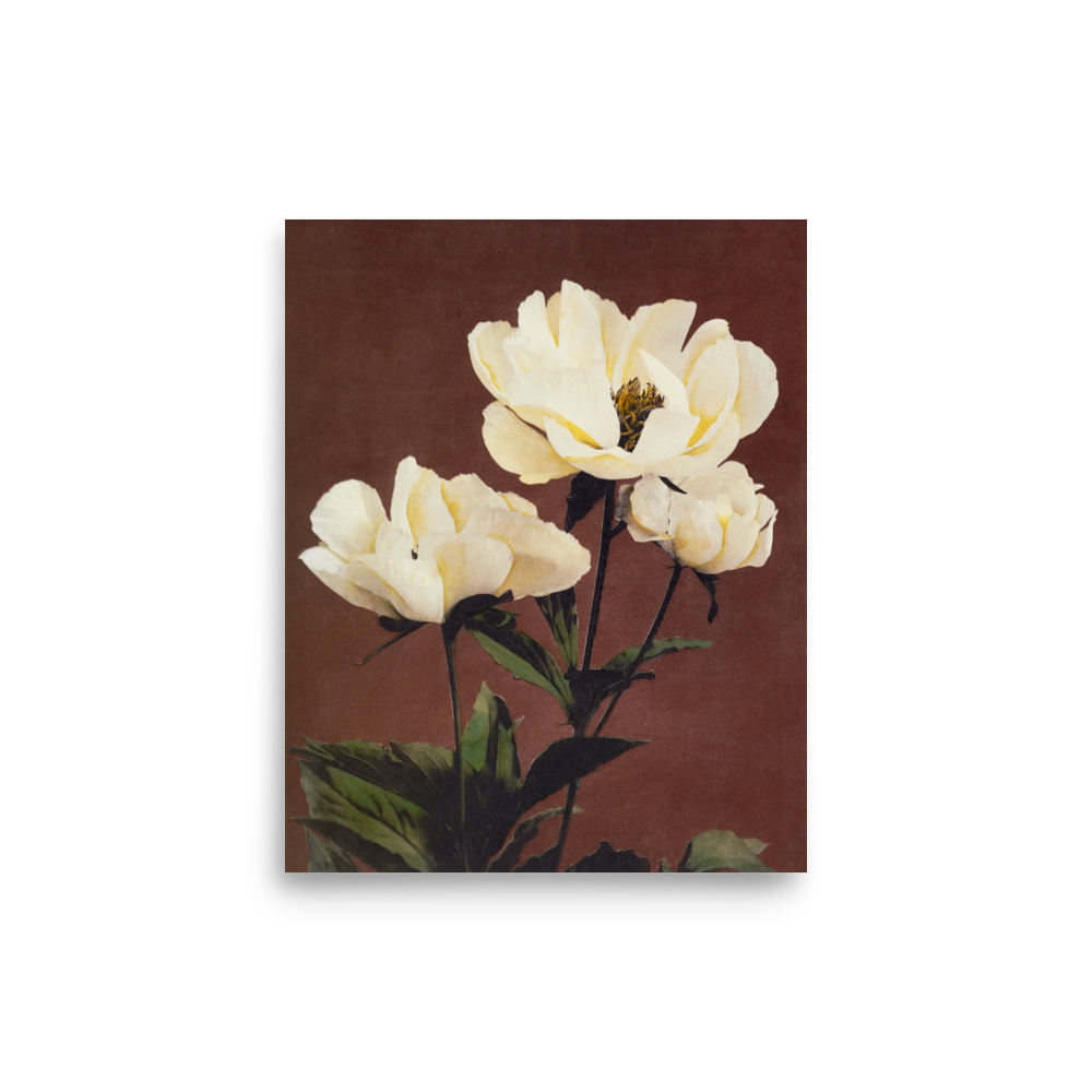 芍薬 小川一真（1860-1929）/ Peony by Kazumasa Ogawa