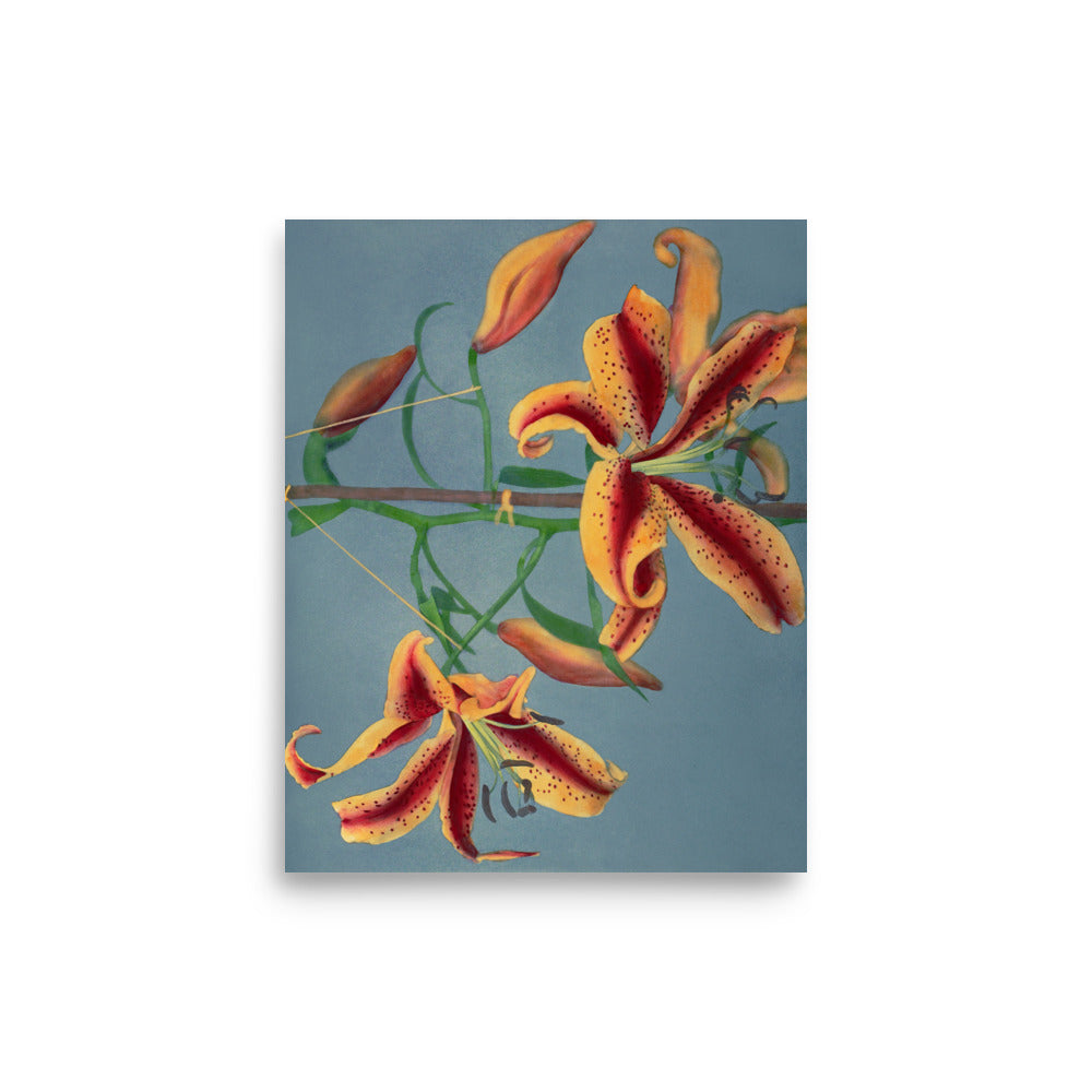 橙百合 小川一真（1860-1929) / Orange Lily - Kazumasa Ogawa