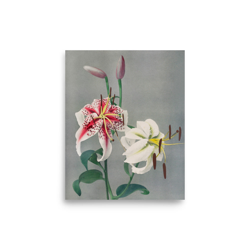 百合 小川一真（1860-1929) / LiLy - Kazumasa Ogawa